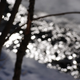 Illustration for article titled Shooting Challenge: Bokeh, Gallery 3